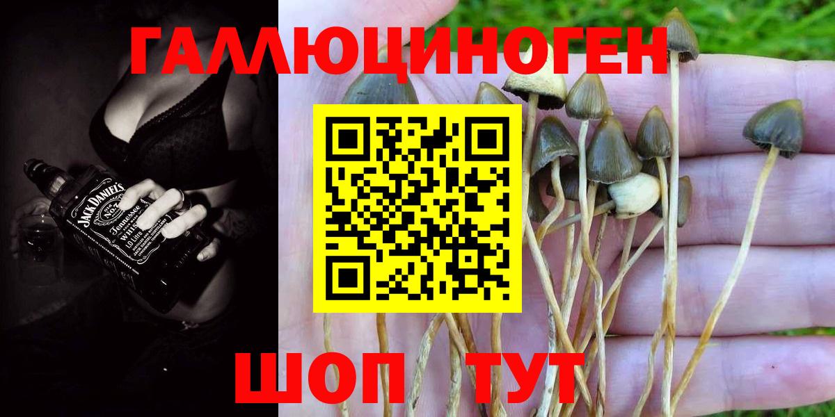 как найти закладки  Вход с VPN  Галлюциногенные грибы Psilocybe  Самара  Галлюциногенные грибы GOLDEN TEACHER 